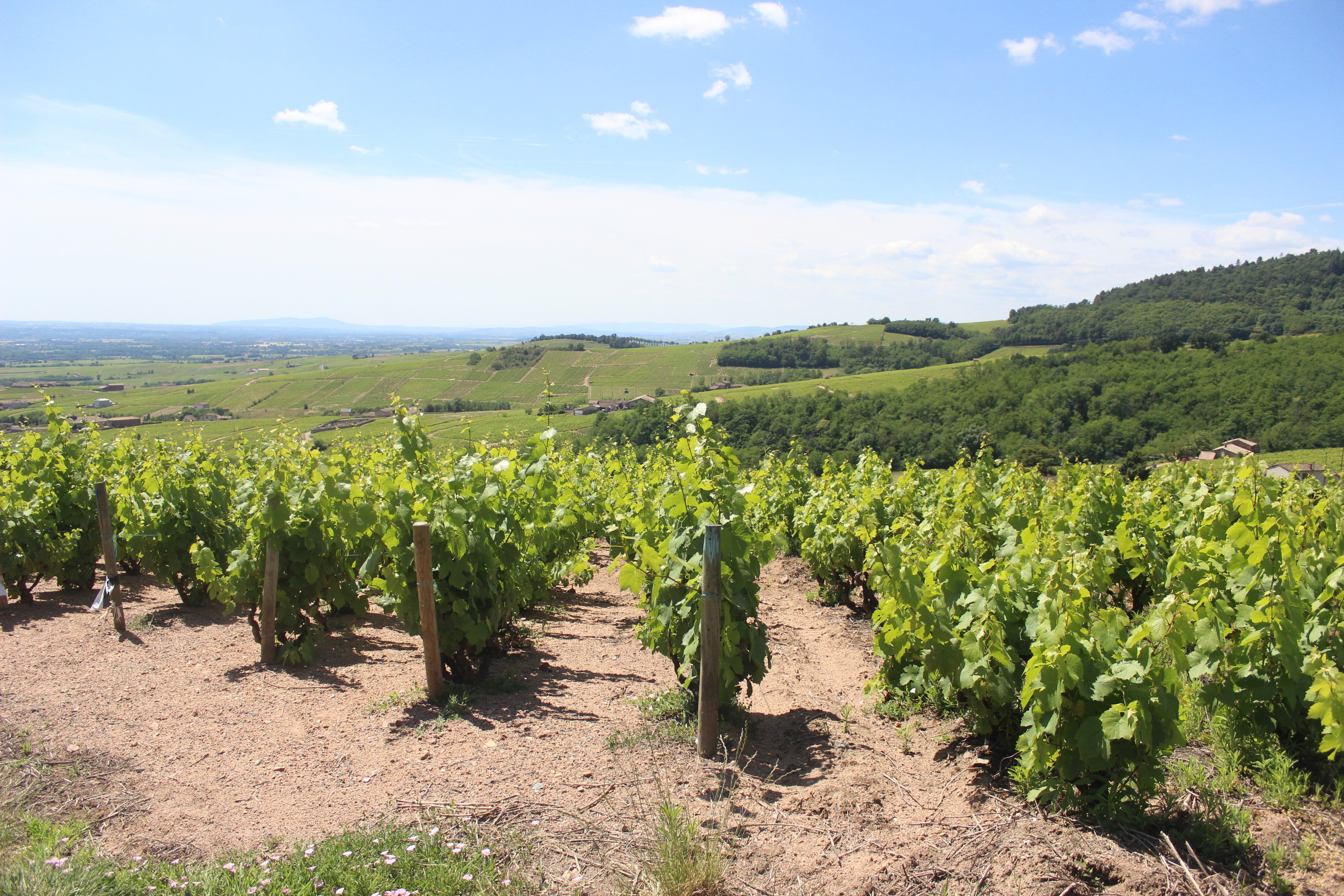 Vignoble : « La fleur est quasiment passée partout »