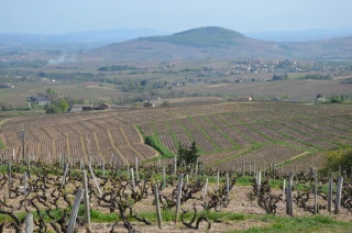 Le cru morgon va offrir une bouffée d’oxygène à son caveau