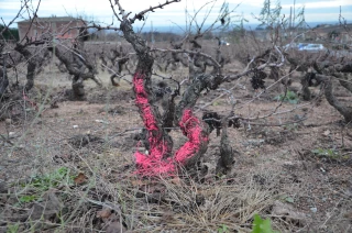 La flavescence dorée gagne du terrain en Beaujolais