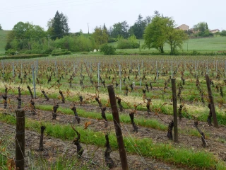 Sueurs froides pour les vignerons