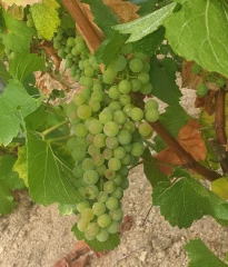 Réseau Beaujolais maturation : bulletin n°3