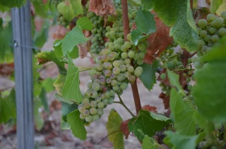 Réseau Beaujolais maturation : bulletin n°5