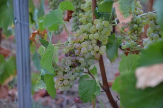 Réseau Beaujolais maturation : bulletin n°7