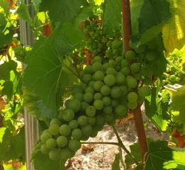 Réseau Beaujolais maturation : bulletin n°1 