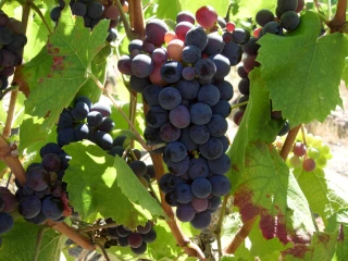 Réseau Beaujolais maturation : bulletin n°4
