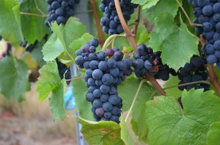 Réseau Beaujolais maturation : bulletin n°6