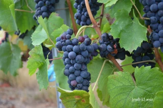 Podcast : Les mutations du gamay expliquées par le généticien Loïc Lecunff