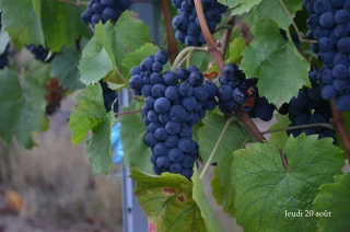 Réseau Beaujolais maturation : bulletin n°10
