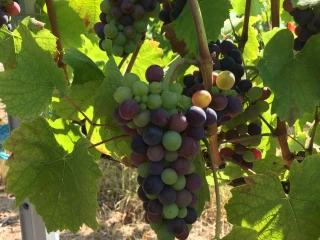 Réseau Beaujolais maturation : bulletin n°2