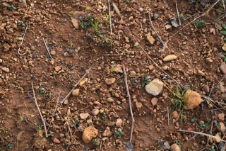 La face cachée des sols du Beaujolais