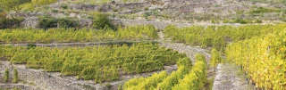 Les phénix condrieu et côte-rôtie
