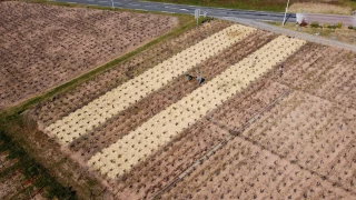 Le paillage dans les vignes, un essai de l'IFV Sicarex