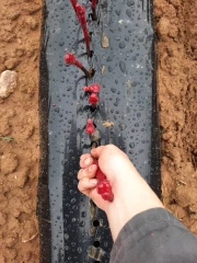 Une matinée pour présenter le vignoble de demain