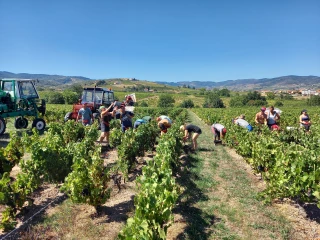 Vendanges : certains logent leurs vendangeurs !