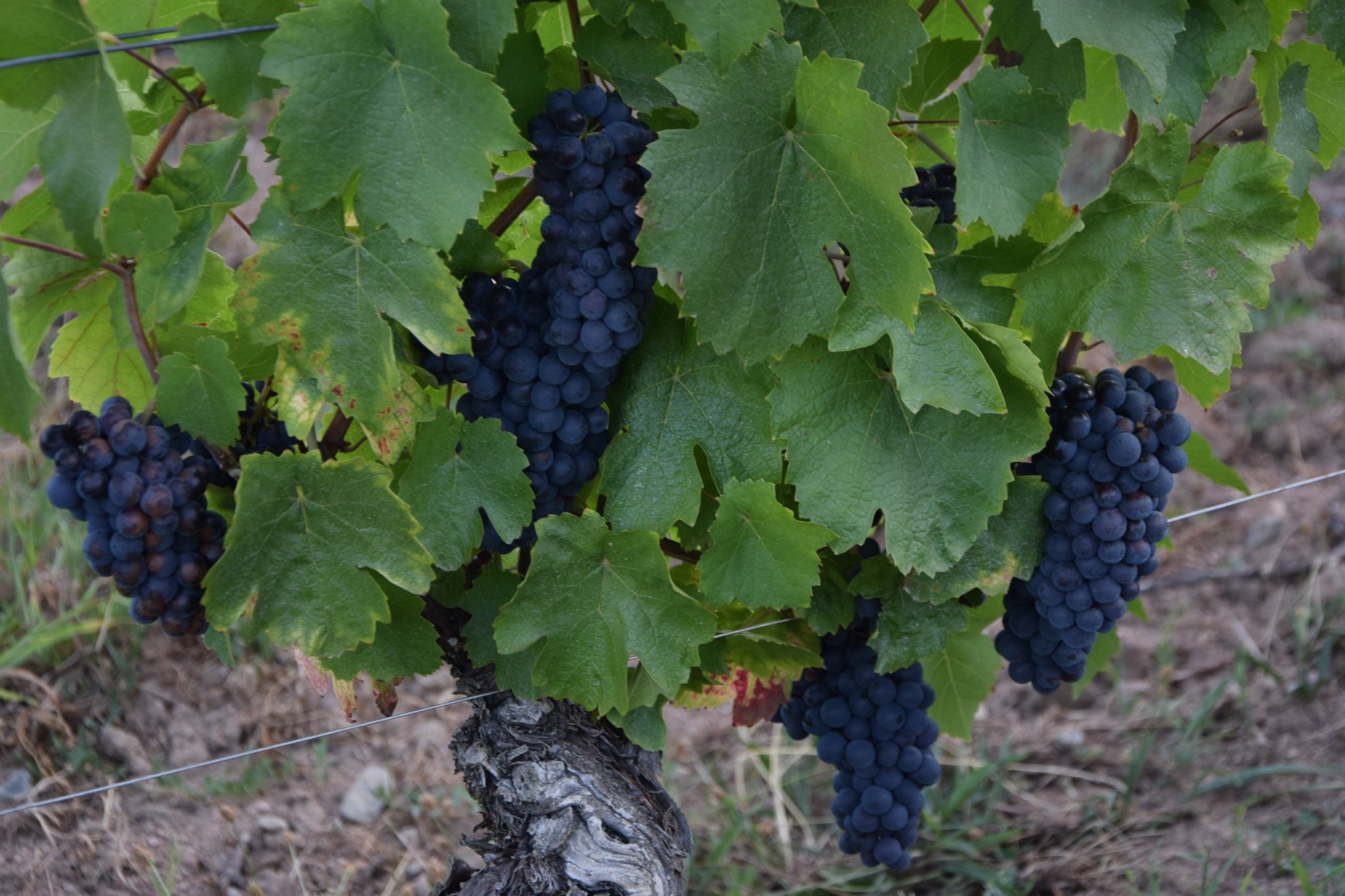 Suivi de la maturation au 21 août