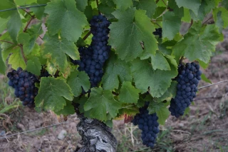 Suivi de la maturation au 21 août