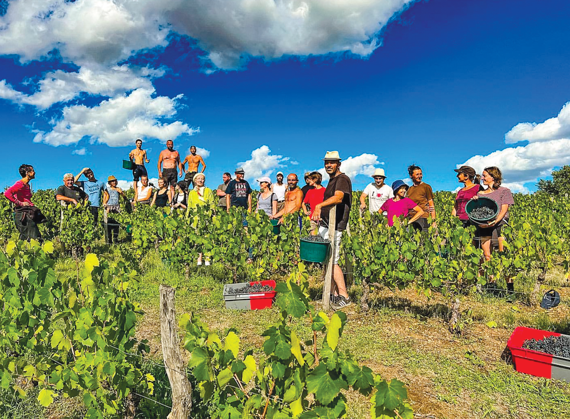 Vendanges 2022 : la qualité plus que la quantité