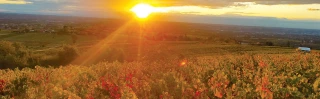 Vendanges à la fraîche