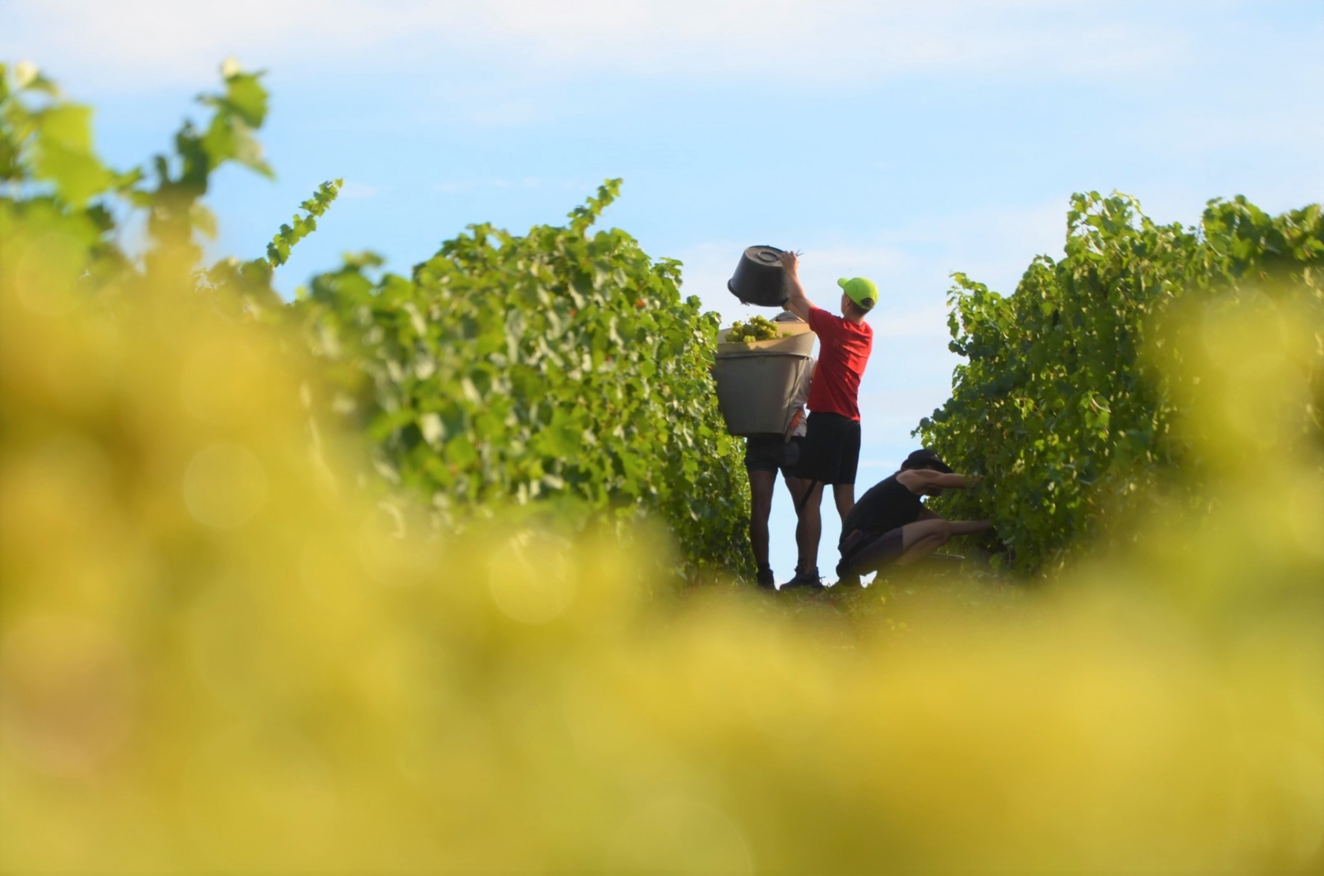 Les viticulteurs en quête de vendangeurs assidus et réguliers
