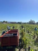 Un millésime beau et faible à la fois