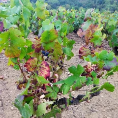 Des raisins dévorés par des sangliers au Perréon