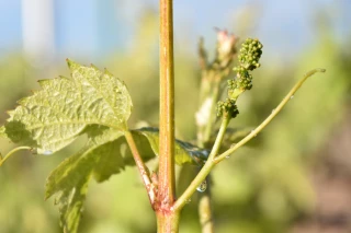 Début de campagne humide et sain en Beaujolais