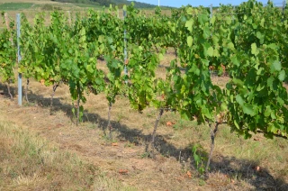 La Sicarex va tester deux méthodes d’irrigation à Blacé