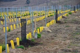 L'agroforesterie en viticulture... et en vidéo