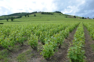 Bientôt la floraison dans le Beaujolais