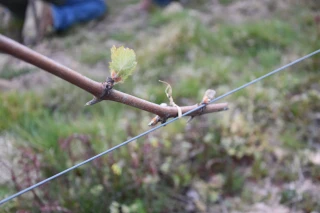 Gel dans le vignoble : plus de peur que de mal