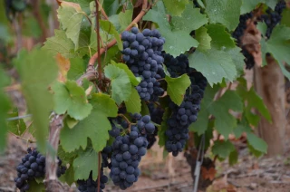 Réseau Beaujolais maturation : bulletin n°9