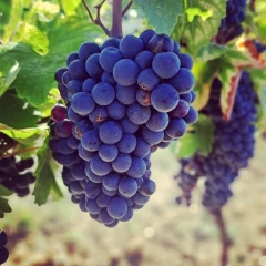 De longues vendanges