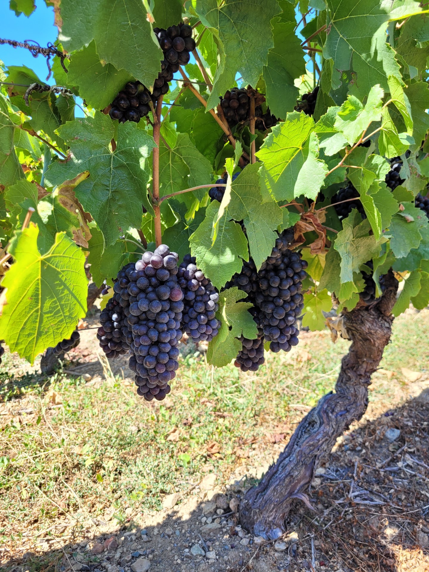 Suivi de la maturation au 7 septembre