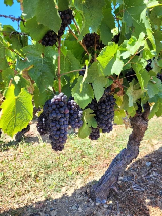 Suivi de la maturation au 7 septembre