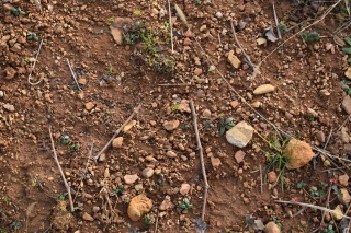La face cachée des sols du Beaujolais