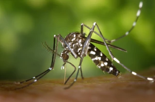 Moustique tigre : la lutte commence aujourd'hui
