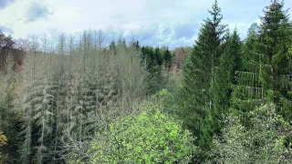Adapter la gestion forestière au changement climatique