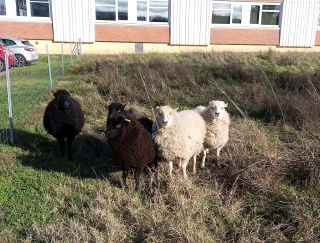 Tonte durable à quatre pattes