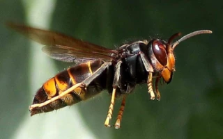 Lutte contre le frelon asiatique : un engagement collectif dans le Rhône