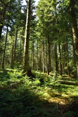 La forêt du futur s'invente dans le Rhône