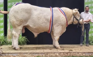 La fierté du Gaec Goujat au concours national Charolais