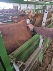 La vaccination bat son plein