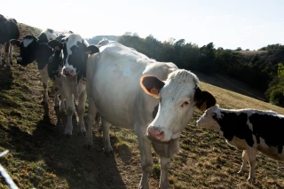Des aides pour les éleveurs et les viticulteurs touchés par les aléas climatiques
