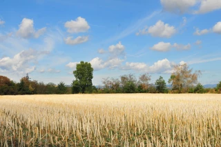 Report de la période de présence obligatoire des cultures dérobées
