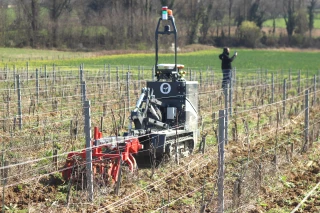 Vidéo : Les techniques de désherbage de la vigne pour limiter les intrants