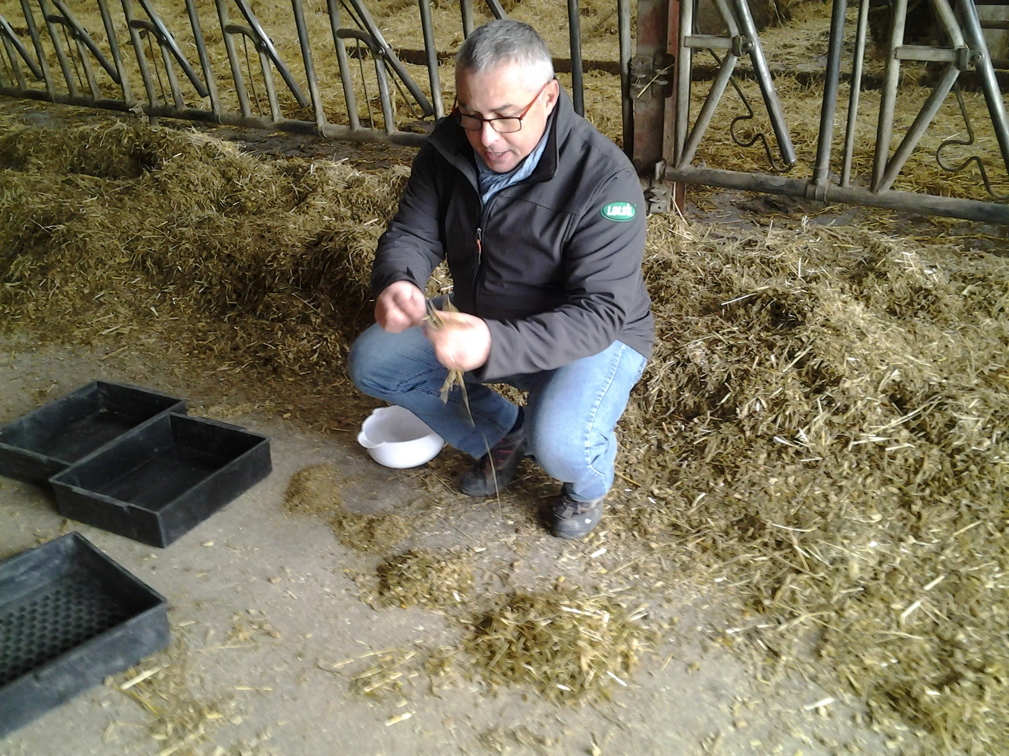 Le rumen à la loupe