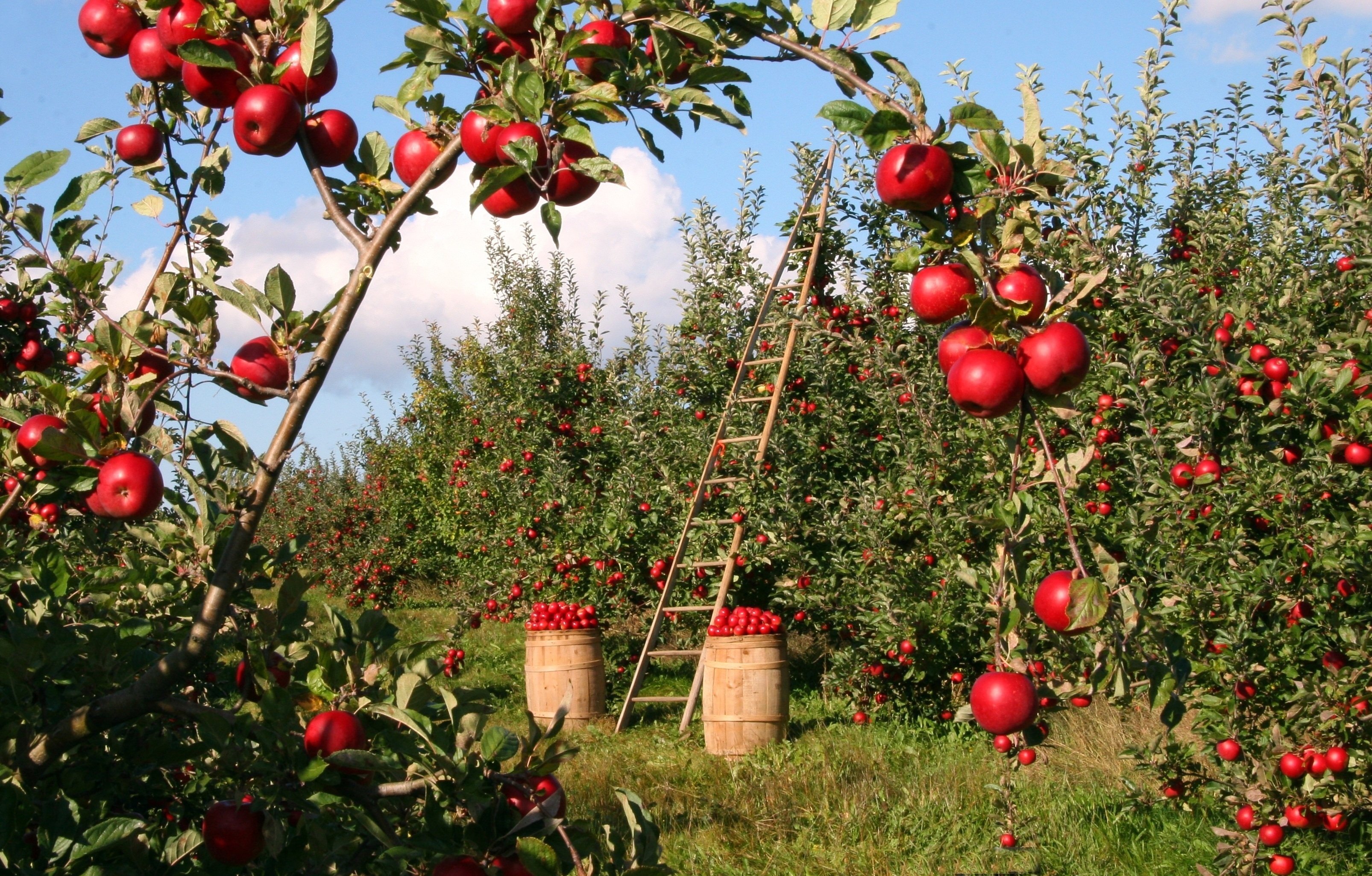 84 sénateurs appellent le gouvernement à «sauver» l’arboriculture