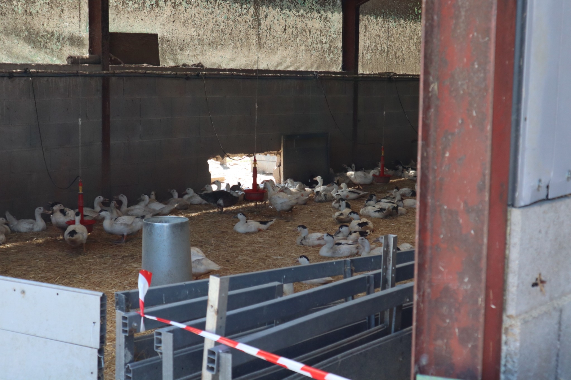 Un élevage de l’Ain contaminé par l’influenza aviaire  