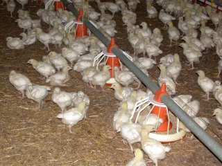 Une consommation globale en recul