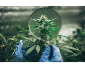 Chanvre CBD : vers des références techniques